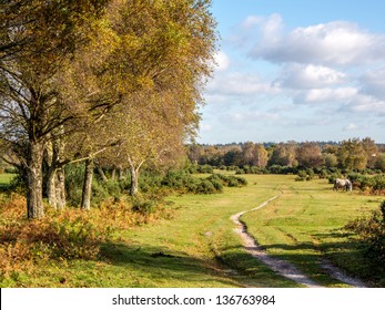 Rural View Of New Forest In Dorest, UK.