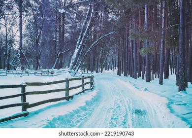 Rural Winter Snowy Road With Wooden Fence In The Pine Forest