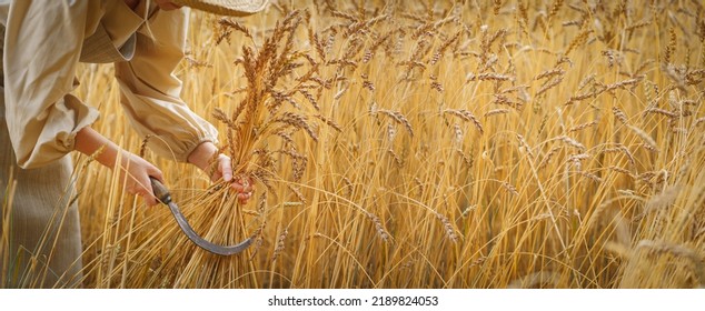 Rural woman manually harvests a wheat field. Agriculture, business, harvesting. - Shutterstock ID 2189824053