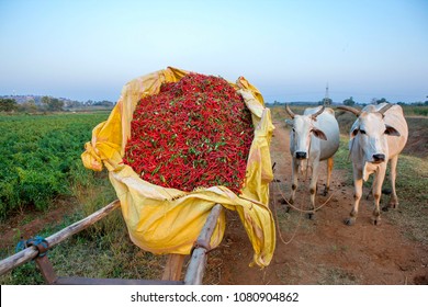 Rural wooden bullock cart with iron wheels and pair of bulls, loaded with harvested red chillies for transportation in agricultural  field Andhra Pradesh,India