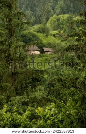 Rural wooden old houses on the slope of green mountains among a spruce forest.