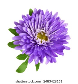 rurple aster flowers isolated on white - Powered by Shutterstock