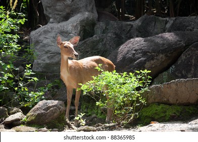 89 Babi Rusa Images, Stock Photos & Vectors | Shutterstock