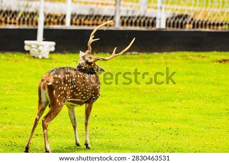 Rusa. Deer (Axis axis) belong to the class Mammalia, order Artiodactyla, family Cervidae. Deer are ruminant mammals. Deer have antlers, which are bony growths that develop annually, especially in male