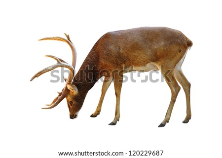  Rusa deer on a white background.