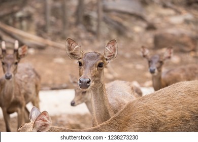 Deer Feeders Images Stock Photos Vectors Shutterstock