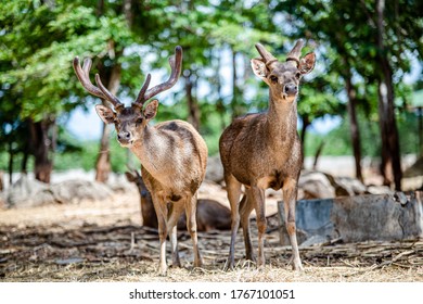 Rusa timorensis (Javan rusa) Cervidae is a deer species that is endemic to the islands of Java, Bali and Timor (including Timor Leste) in Indonesia - Shutterstock ID 1767101051