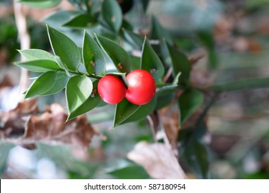 Ruscus Aculeatus 