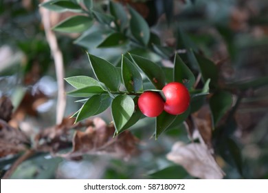 Ruscus Aculeatus