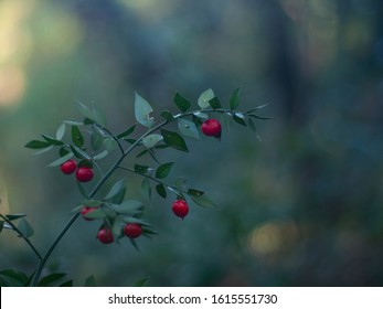 Ruscus Aculeatus Green Forest Red 