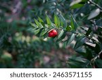 Ruscus aculeatus, known as butcher