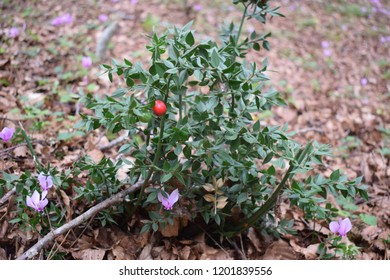 Ruscus Aculeatus Plant