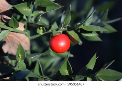 Ruscus Aculeatus XV