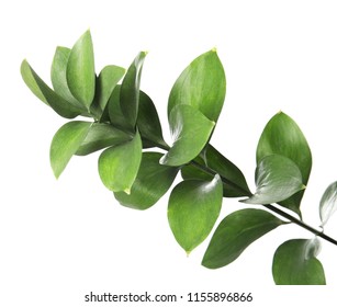 Ruscus branch with fresh green leaves on white background - Shutterstock ID 1155896866