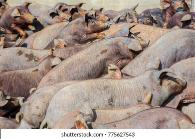 Rush Hour Pig Farm Black Iberian Stock Photo 775627543 | Shutterstock