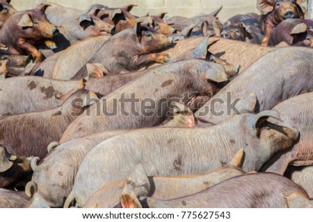 Similar – Foto Bild Viele überfüllte Schweine in einem Bauernhof.