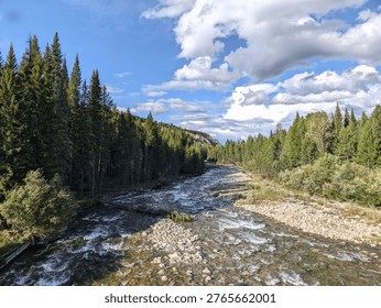 Rushing mountain river flows through a dense pine forest under a bright sky filled with puffy clouds.