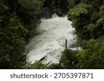 Rushing River Rapids Through Dense Green Forest
