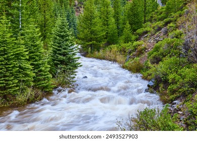 Rushing River Through Evergreen Forest at Eye Level - Powered by Shutterstock