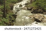 The rushing river water flows through a rocky forest landscape surrounded by lush greenery. Beautiful mountain river in a wilderness area