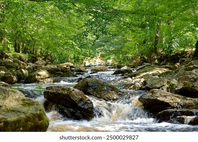 Rushing stream, water in motion with rocks and forest in the background, Eau Rouge, near Ternell Nature Centre, Parc naturel Hautes Fagnes — Hohes Venn, Eifel, Belgium Germany - Powered by Shutterstock