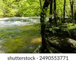 Rushing Water on The Middle Prong of The Little River Near Tremont, Great Smoky Mountains National Park, Tennessee, USA