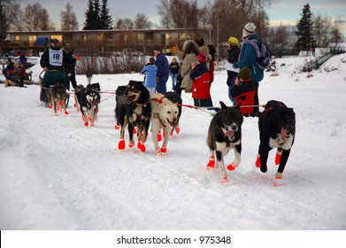 Russ Bybee And His Dog Team Speed Down The Yukon Quest Trail.