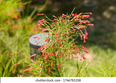 Russelia Equisetiformis, Commonly Known As Firecracker Plant In Doha, Qatar. Small Red Exotic Flowers. 