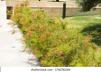 Russelia Equisetiformis, Commonly Known As Firecracker Plant In Doha, Qatar. Small Red Exotic Flowers. 