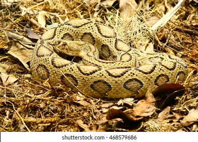 Russell's Viper