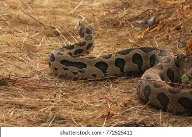 The Russell's Viper 