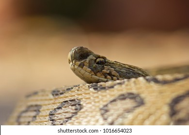Russell's Viper Close-up