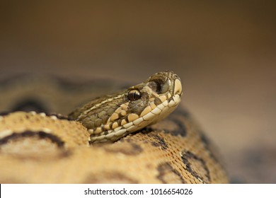 Russell's Viper Close-up