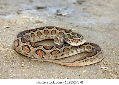 Russell's Viper (Daboia Russelii) 