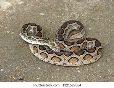 Russell's Viper (Daboia Russelii) 