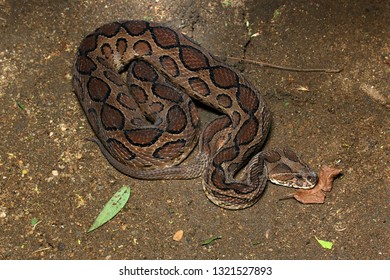 Russell's Viper (Daboia Russelii) 