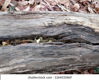 Russell's Viper (Daboia Russelii) Baby 