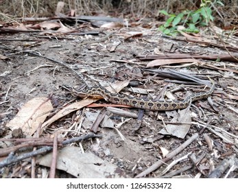 Russell's Viper (Daboia Russelii) Baby 