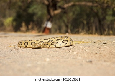 Russell's Viper Habitat Shot