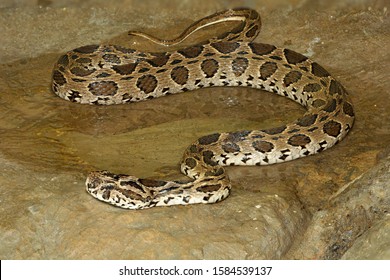 Russell's Viper Snake In The Canal 