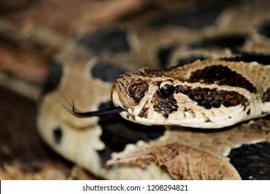 Russell's Viper Snake Close-up .