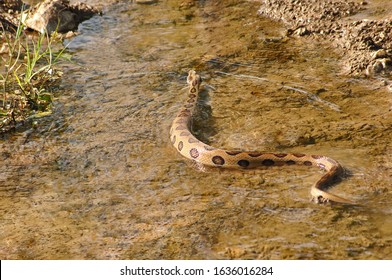 RUSSEL'S VIPER Daboia Russelii Venomous, Common