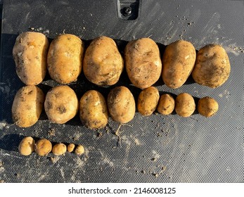 Russet Potatoes On A Tail Gate Lined Up By Size