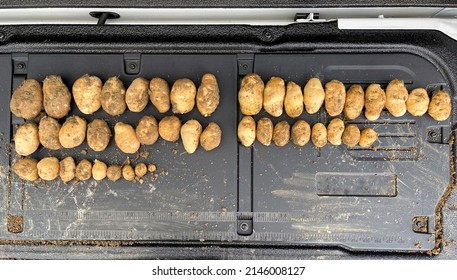 Russet Potatoes On A Tail Gate Lined Up By Size