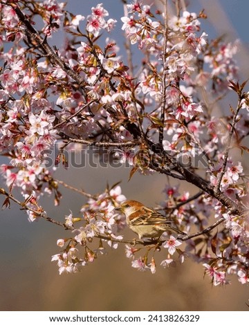 russet sparrow or Passer rutilans or cinnamon tree sparrow perched on pink flower of Prunus cerasoides wild Himalayan cherry and sour cherry tree at foothills of himalaya uttarakhand india asia