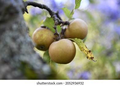 Russety green yellow apples on a tree.  Egremont Russet Apple Tree. bokeh. Blurred background - Shutterstock ID 2052936932