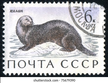 RUSSIA - CIRCA 1971: Stamp Printed By Russia, Shows Sea Otter, Circa 1971.