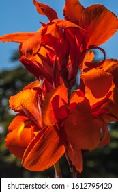 Russia, Crimean Peninsula, Nikitsky Botanical Garden. Canna "Australia" (Canna Lily)