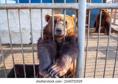 Russia, Dagestan, April 2, 2022. Sad Bear In Animal Cage At The Zoo. Wild Bear Stuck Nose Through Animal Cage Bars And Wants To Bee Free. Brown Bear Stuck His Face Out Of The Cage