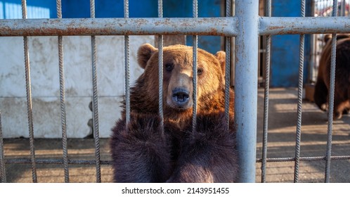 Russia, Dagestan, April 2, 2022. Sad Bear In Animal Cage At The Zoo. Wild Bear Stuck Nose Through Animal Cage Bars And Wants To Bee Free. Brown Bear Stuck His Face Out Of The Cage